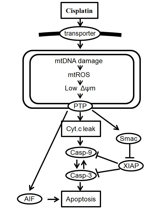 Mitochondrial pathway is the major one in apoptosis by cisplatin