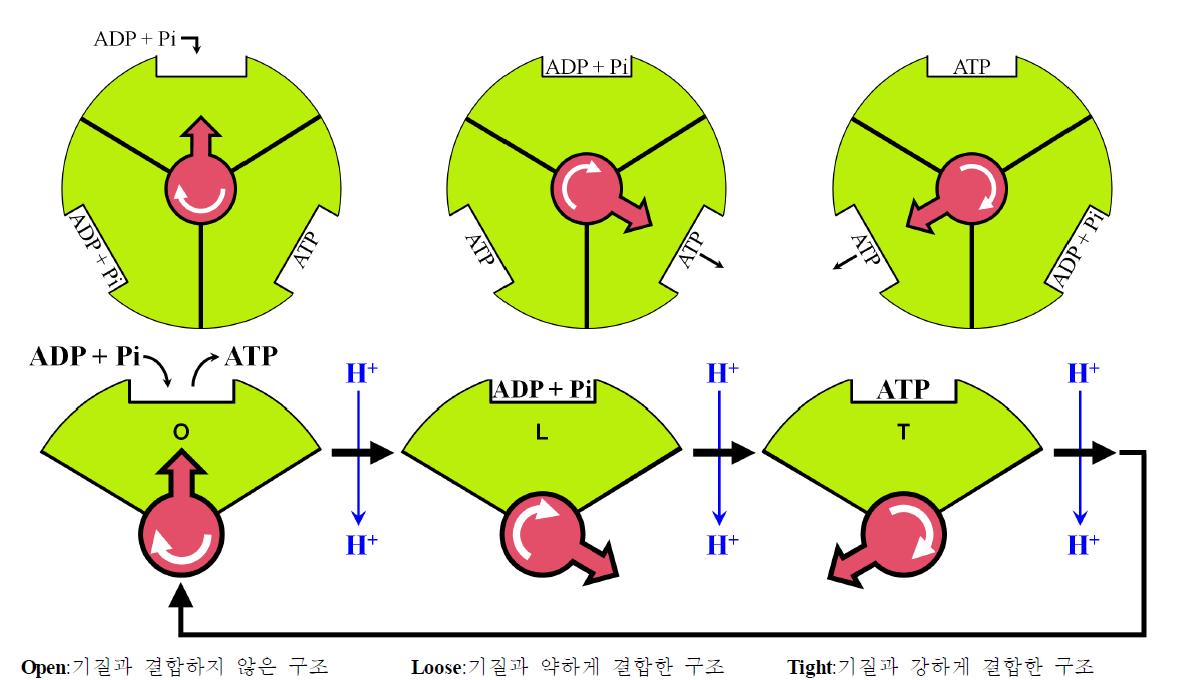 ATP합성효소 F1의 입체구조 변화와 ATP합성 기전
