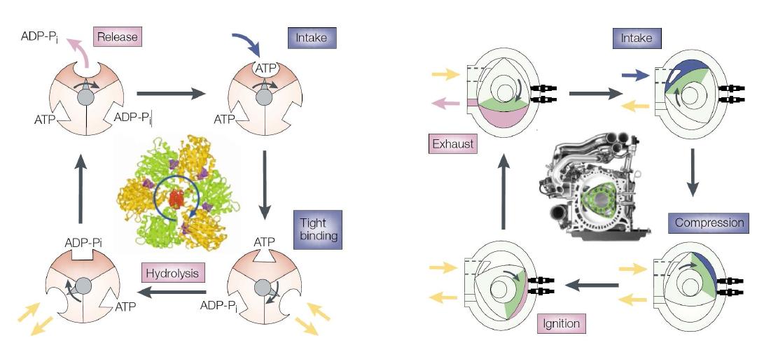 Rotary engines in the car and in the cell