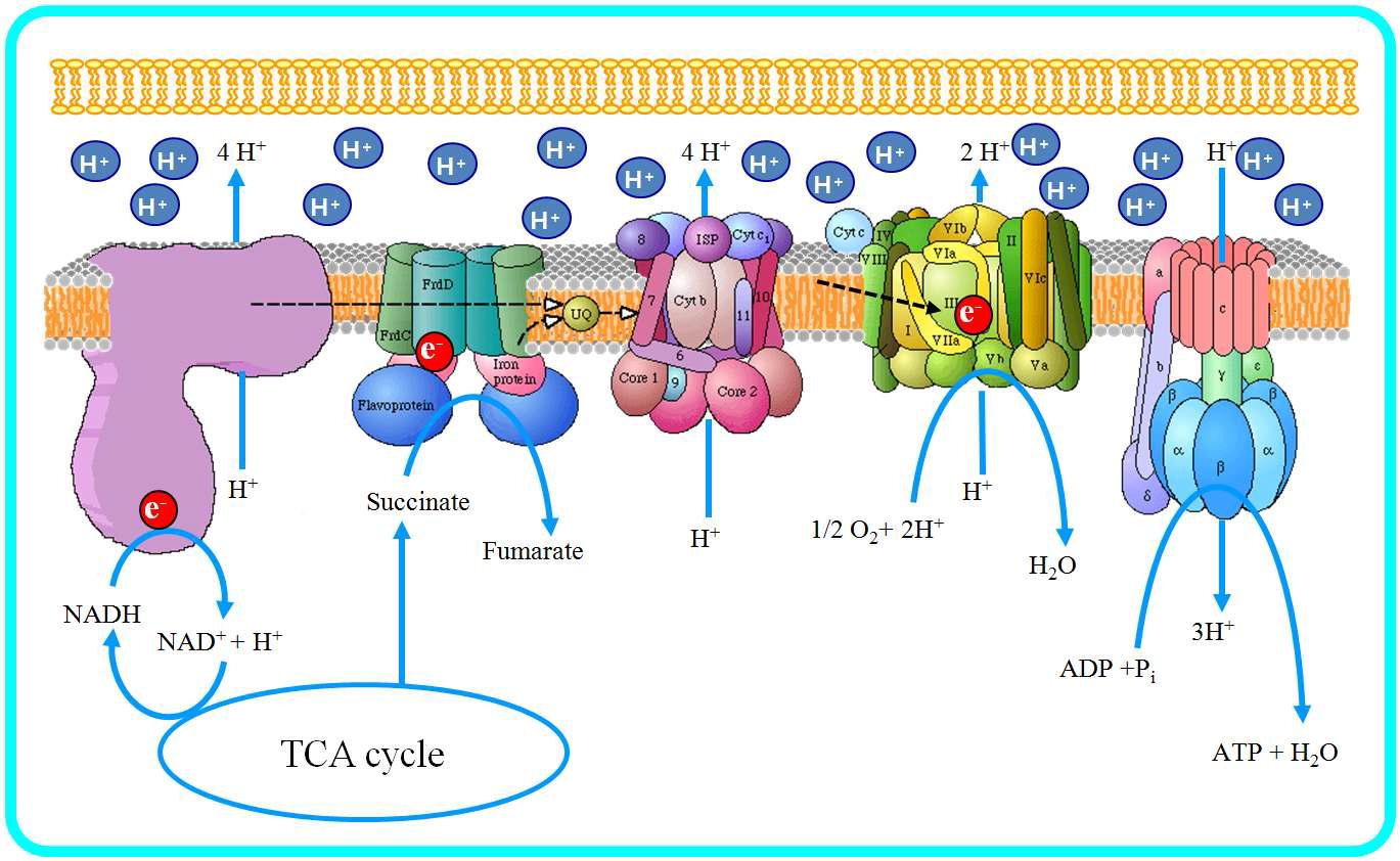 Mitochondria synthesize ATP in electron transport