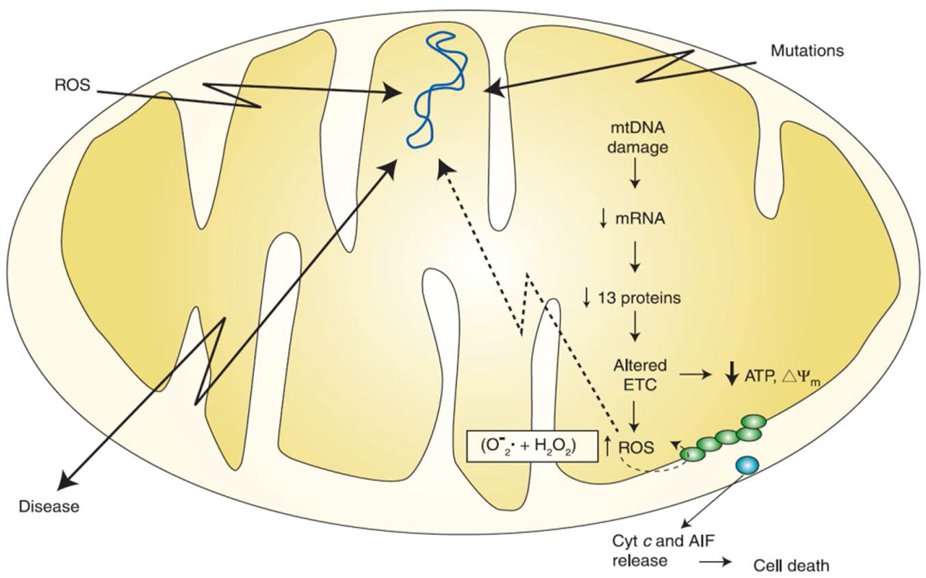 The Function of Molecular Pathology