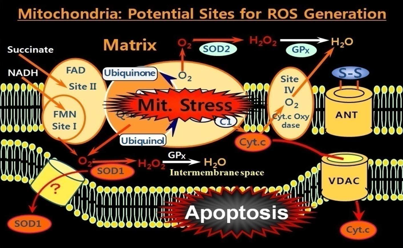 Potential Sites for ROS Generation in Mitochondria