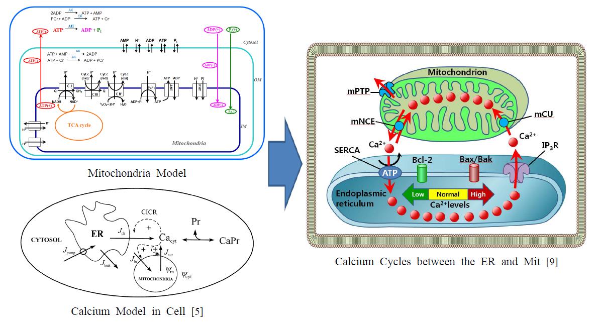 Calcium-induced calcium release model: Mitochondrial model + Intracellular calcium oscillation model