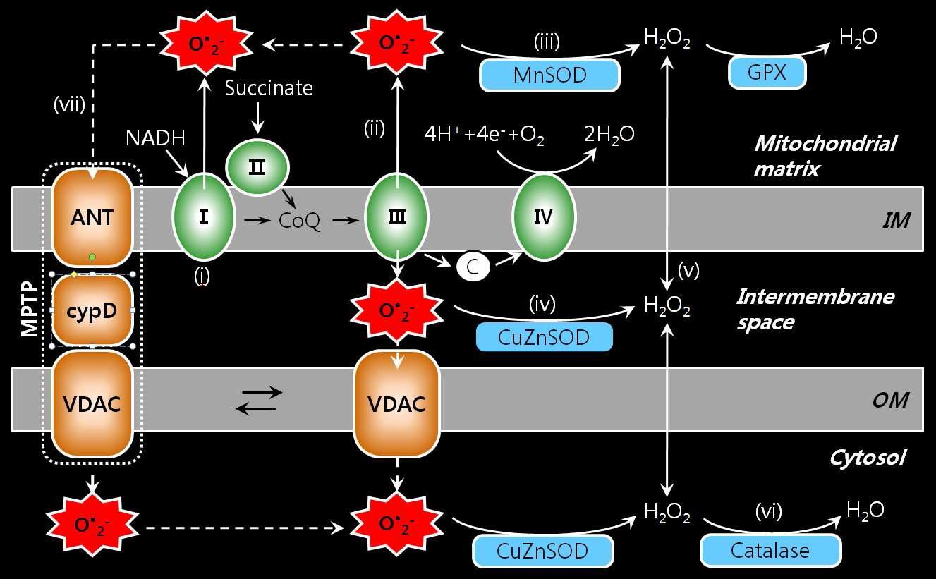 Production and scavenging of mitochondrial reactive oxygen species