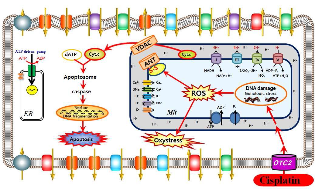 Virtual Cell Model: a predictive simulation system model