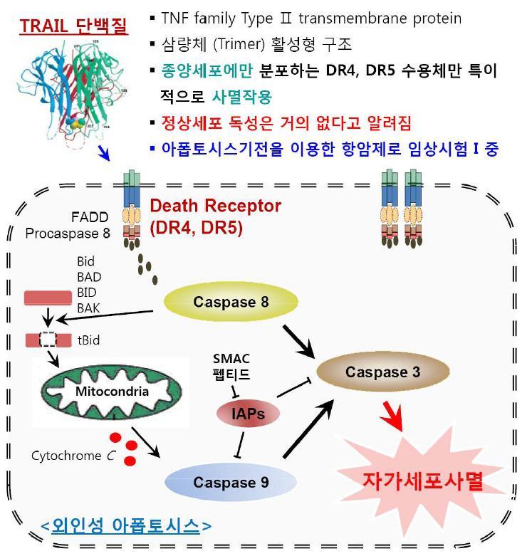 아폽토시스 유도 단백질 (TRA IL)의 항암기전 및 특징