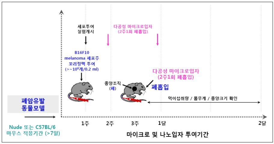 B16F10 멜라노마 세포주를 이용한 전이성 폐암모델 확립 및 항암치료효과 실험 디자인