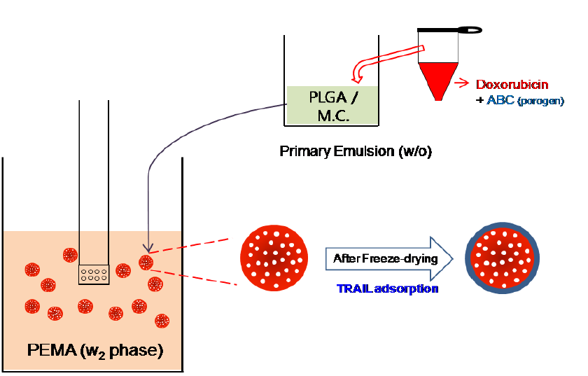 w/o/w 이중에멀션 방법을 사용하여 만든 TRAIL 흡착 독소루비신 봉입 PLGA 다공성 마이크로입자의 제조과정
