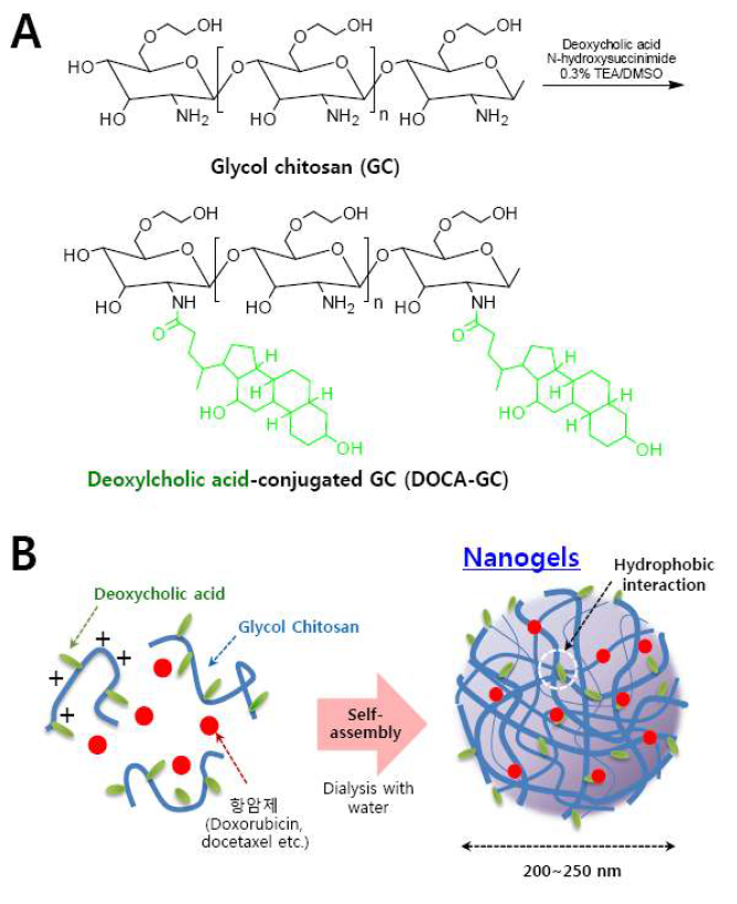 글리콜 키토산 (GC)의 데옥시콜린산 (DOCA)의 접합 과정