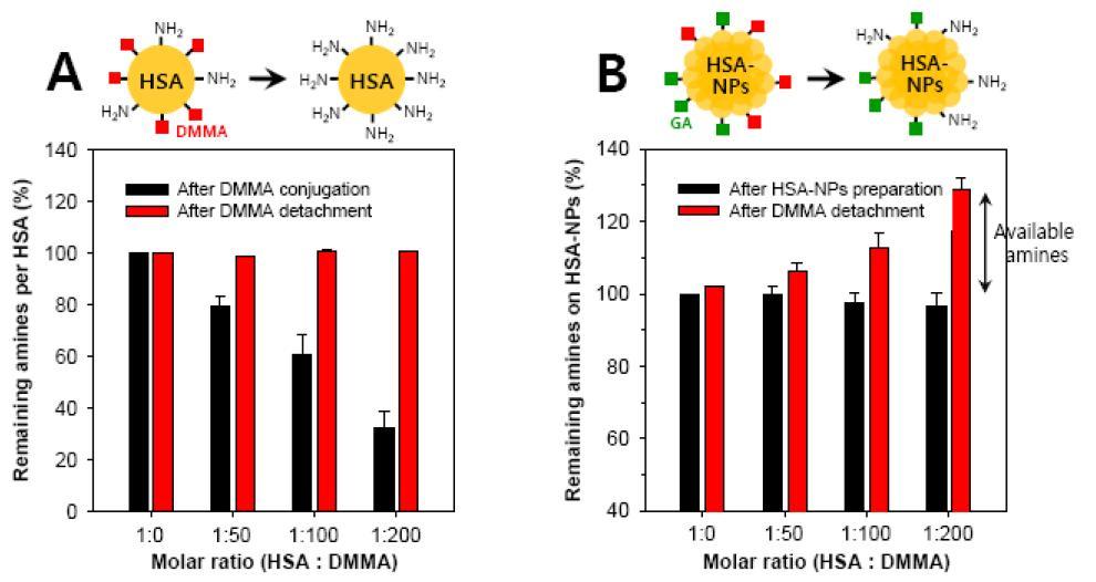 Dimethyl maleic anhydride의 아민보호/탈보호 반응을 이용 시 알부민 및 알부민 나노입자에서의 아민 개수정량