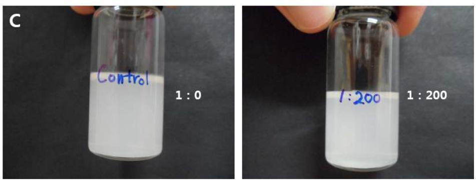 Dimethyl maleic anhydride의 아민보호/탈보호 반응을 제조된 알부민 나노입자와 대조입자의 비교