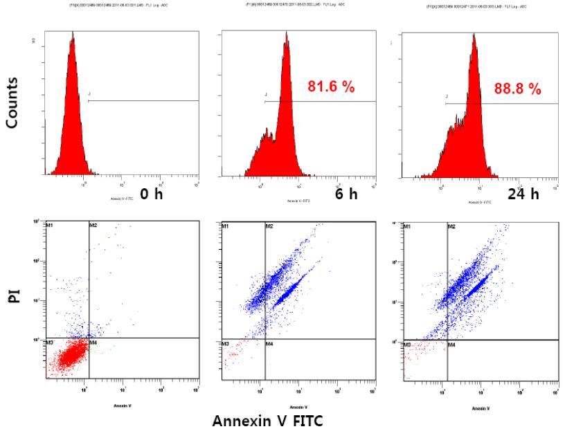 독소루비신 봉입 다공성 마이크로입자로부터 방출된 독소루비신의 B16F10 세포의 apoptosis 및 necrosis 비율 조사