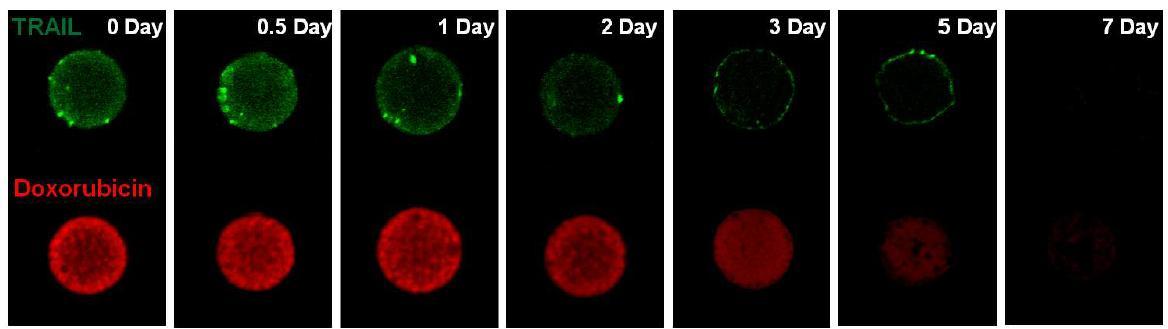1주간 Incubation 유도 시 독소루비신과 TRAIL의 방출에 따른 fluorescence의 감소 프로파일 (CLSM)