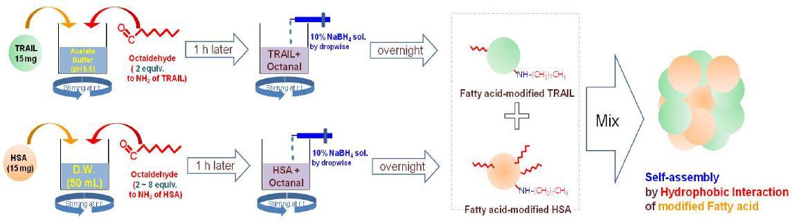 지방산을 수식한 알부민 나노입자의 제조 과정