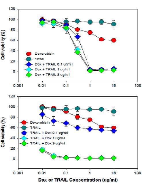 독소루비신과 TRAIL의 농도에 따른 H226 세포의 생존곡선 프로파일