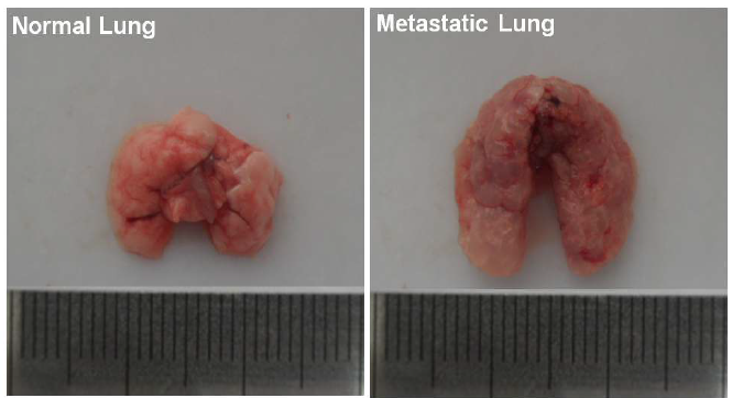 종양 유발 8주 후 적출한 폐와 정상적인 일반 폐의 비교 사진