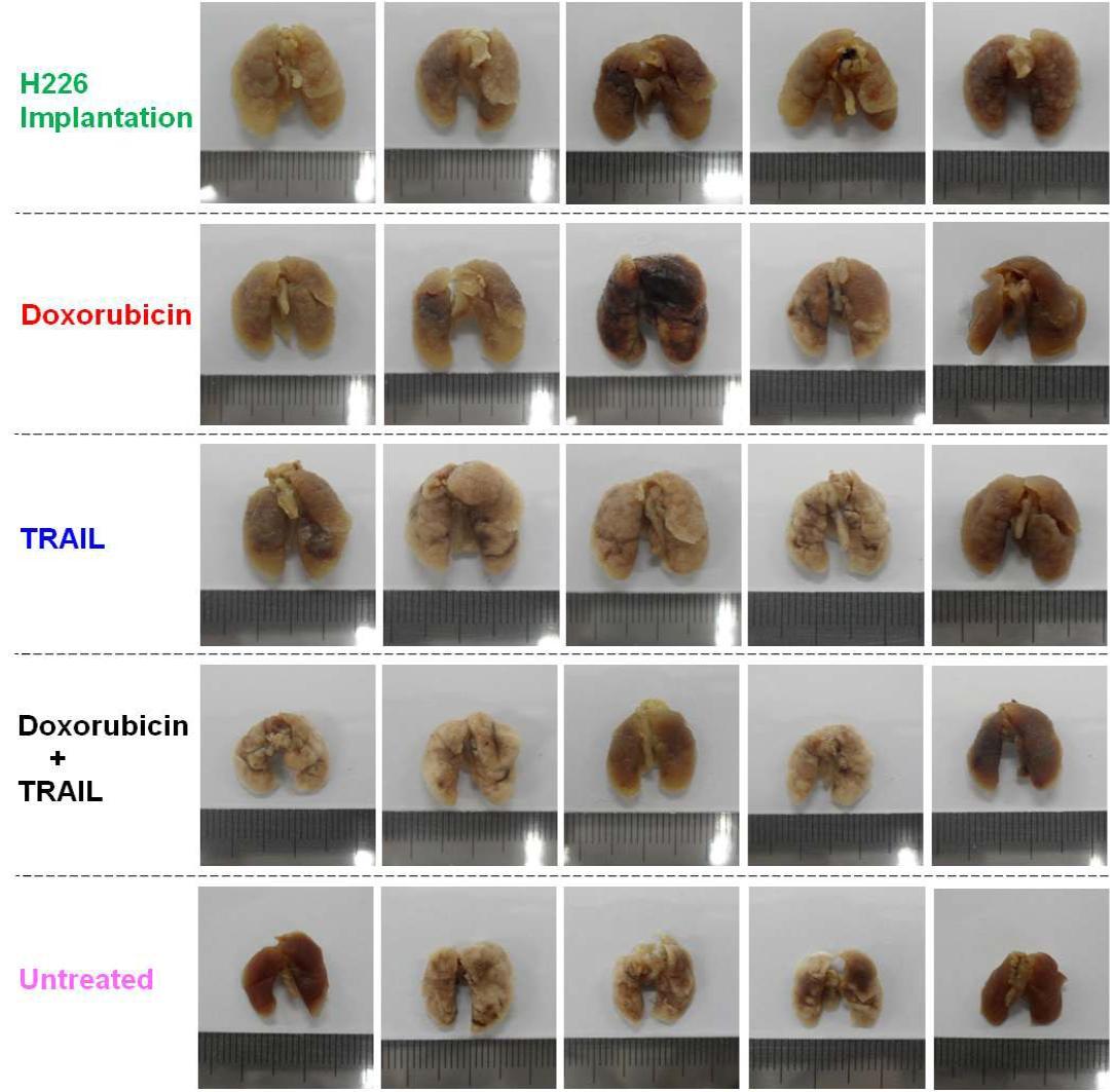 Nude 마우스에서 H226 세포의 꼬리정맥을 통한 implantation과 약물 봉입 다공성 마이크로입자의 흡입 폐투여 후 각 투여군에서의 폐암치료 효과관찰