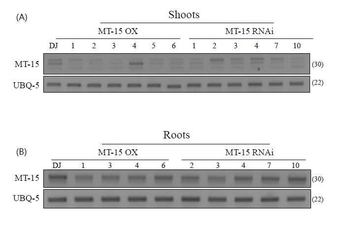 ASMT과다 및 억제발현 형질전환벼에서 ASMT발현량 의 RT-PCR 결과. A; 잎에서 RT-PCR, B, 뿌리에서 RT-PCR 결과