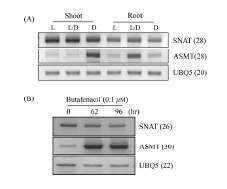 SNAT and ASMT mRNA transcript levels in rice seedlings upon (A) light intensity and (B) herbicide treatment. Rice seedlings grown for 7days under continuous light (L), alternating 12-hr light/12-hr dark cycles (L/D), and continuous darkness (D) were analyzed. SNAT, serotonin N-acetyltransferase gene; ASMT, N-acetylserotonin methyltransferase gene; UBQ5, rice ubiquitin5 gene. The numbers in parentheses indicate the number of PCR cycles used.