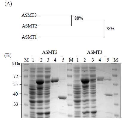 (A) Deduced amino acid sequences of rice ASMT isogenes; (B)purification of ASMT2 and ASMT3 in Escherichia coli. BL21(DE3) cells containing pGEX-ASMT genes were incubated with IPTG for 8h at 28oC. Protein samples were separated by SDS-PAGE and stained for proteins with Coomassie blue. M, molecular mass standards; lane1, tota lproteins in 50-μL aliquots of bacterial culture without IPTG; lane2, total proteins in 50-μL aliquots of bacterial culture with IPTG; lane3, 20 μg of soluble protein; lane4, GST-ASMT purified by affinity chromatography; lane5, GST-free ASMT purified by affinity chromatography.