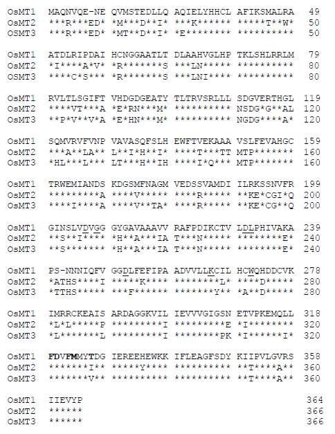 Amino acid sequence of rice ASMT isogenes. The conserved motiff or SAM binding is underlined, and putative catalytic residues are indicated in bold. Asterisks denote identity. Dashes indicate gaps that were introduced to maximize homology. GenBank accession numbers are AK072740 (ASMT1), AK069308 (ASMT2), and AAL34945 (ASMT3).