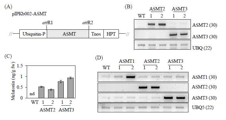 Characterization of transgenic rice overexpressing rice ASMT isogenes