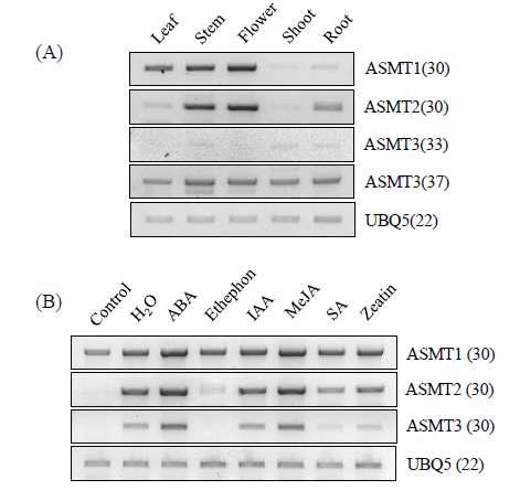 (A) Transcript levels of ASMT isogenes in different rice plant organs; (B) transcript expression levels of ASMT isogenes in response to treatment with a range of plant hormones.