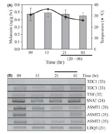 주야간 지엽에서 멜라토닌 함량 및 멜라토닌 생합성 유전자의 발현 RT-PCR
