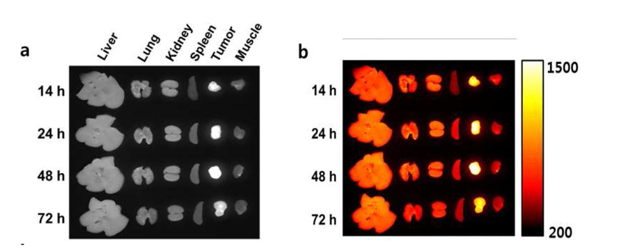 인체 폐암 세포주 A549를 이식한 누드마우스에 고분자 2-A-Cy5.5를 주사한 후 관찰한 조직분포 형광강도의 경시적 변화. (a; white right, b; Ex 625 nm, Em 700 nm).