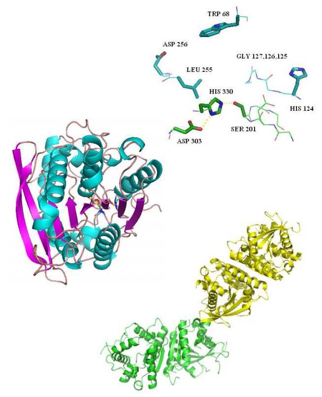 Structure and active site of Est25