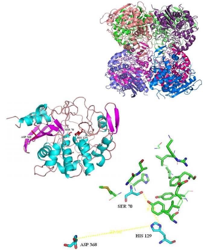 Structure and active site of Est-Y 29