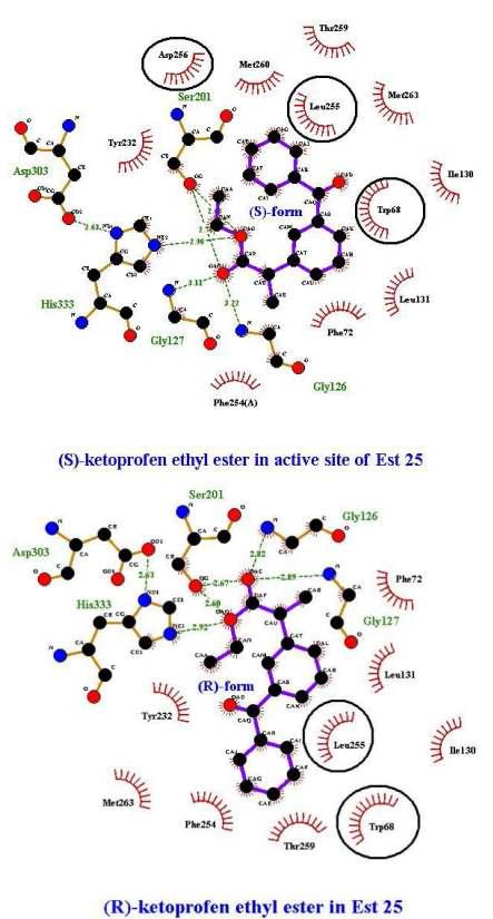 Substrate binding site of Est 25 and scheme of substrate-enzyme interaction