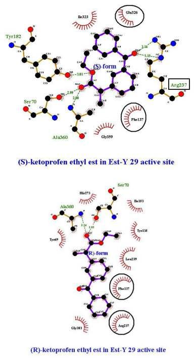 Substrate binding site of Est-Y 29 and scheme of substrate-enzyme interaction