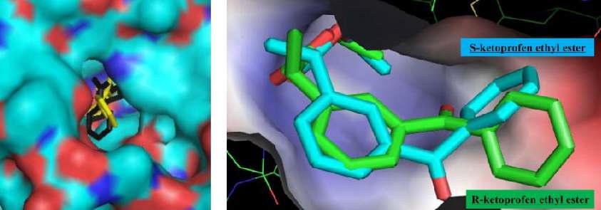 1) Close up view of Est 25 with (R/S)-ketoprofen ethyl ester This image was produced by PyMol 2) Enzyme and substrate complex structure of Est 25