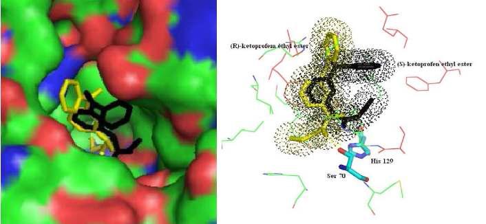 1) Close up view of Est-Y 29 with (R/S)-ketoprofen ethyl ester 2) Comparing the residues of Est-Y 29, which show interaction with R and S ligand