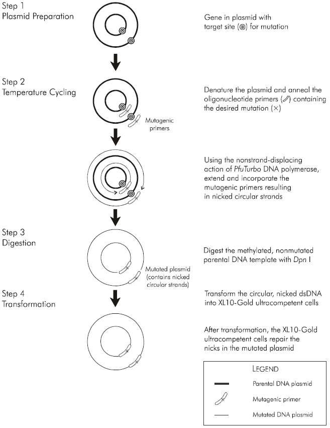 General protocol of QuickChange Site-Directed Mutagenesis