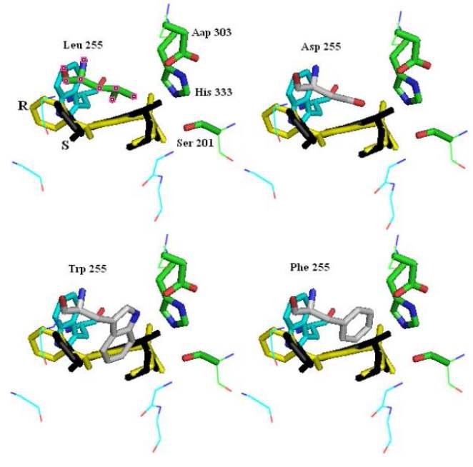 The amino acid residues formation changes by substitution in 255th amino acid residue