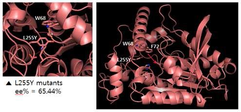 The expected conformational change of L255Y