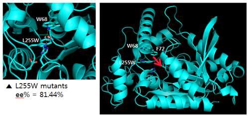 The expected conformational change of L255W