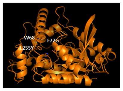 The expected structure of F72G L255Y