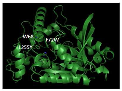 The expected structure of F72W L255Y