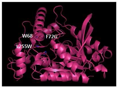 The expected structure of F72G L255W