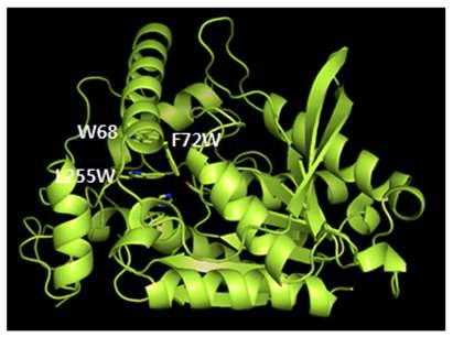 The expected structure of F72W L255W