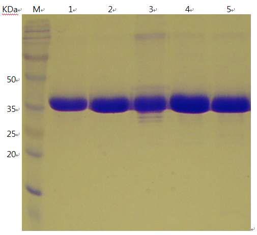 SDS-PAGE of Est25 and mutants(Lane M : Marker, Lane 1 : Est25, Lane 2 : F72G L255Y, Lane 3 : F72W L255Y, Lane 4 : F72G L255W, Lane 5 : F72W L255W)