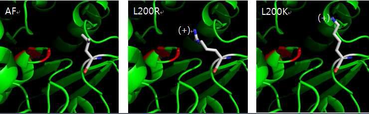 The aminon acid residues formation changes by substitution in 200th amino acid residue