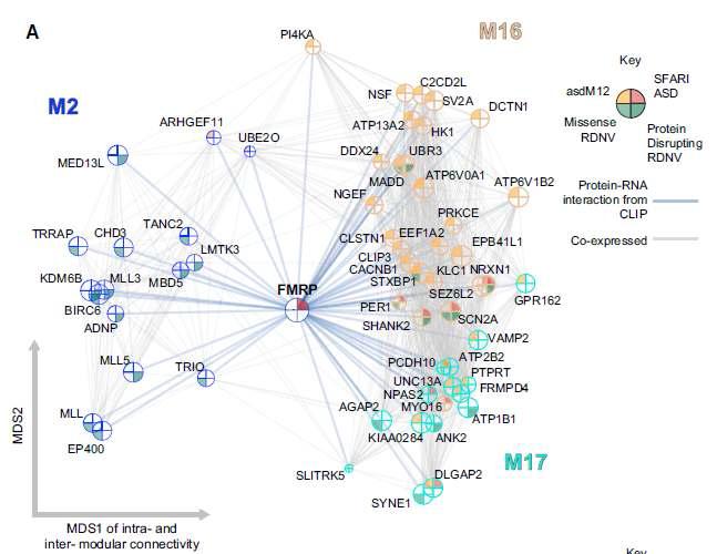 자폐유발 인자의 하나인 FMRP와 상호작용하고 있는 다른 자폐 관련 유전자의 네트워크