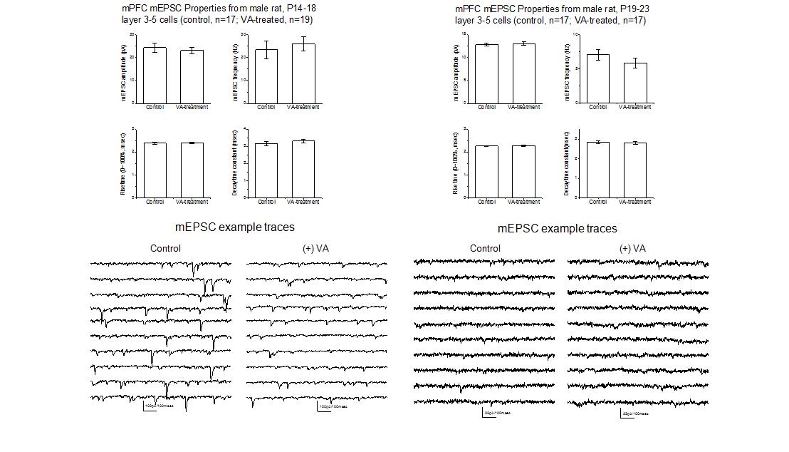 Electrophysiological features of VPA-exposed rat offspring.