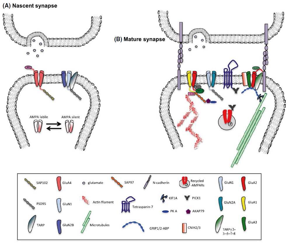 PSD에서의 AMPA와 NMDA 수용체 구조 및 결합 단백질