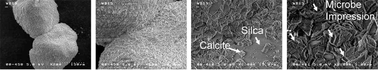 Biocementation이 발생한 시료 SEM 분석