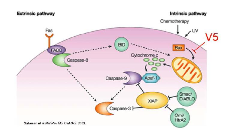 정소내의 생식세포의 세포사멸 signaling pathway